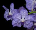 DSC_3522.JPG