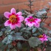 Dalia-Dreamy-Morning.jpg