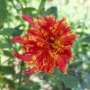 Dalia-Octopus-Sparkle.jpg