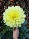 Dalia-Kelvin.jpg