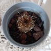 Echinofosulcactus.jpg Echinofosulcactus.jpg