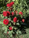 IMG_2764.JPEG IMG_2764.JPEG