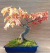 2025-X ACERO PSEUDOPLATANUS 2.jpg