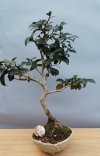 2025-X CAMELIA SAS.B.jpg
