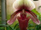 paphiopedilum curtisii 3.JPG