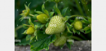 Screenshot 2025-10-28 at 12-41-50 Verde acerba frutta fragola Fragaria x ananassa accessorio a...png