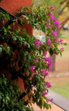 Bougainville.JPG