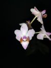 Phal. pulcherrima var. marmorata.jpg