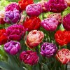 tulipa-dazzling-double-mix_1.jpg