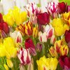tulip-club-mix_1.jpg