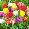 tulip-double-mix.jpg