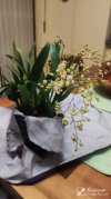 Oncidium foto 1.jpg