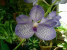 vanda coerulea blue 2.JPG
