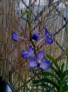 vanda coerulea blue.JPG