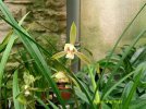 cymbidium ensifolium chun-li.JPG
