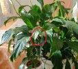 spathiphyllum r.JPG