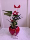 anthurium 2026 02 08.jpg