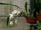 coelogyne intermedia 2.JPG