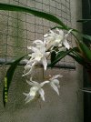 coelogyne intermedia 3.JPG