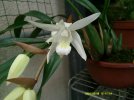 coelogyne intermedia.JPG