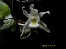 coelogyne unchained 3.JPG