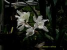 coelogyne unchained melody 2.JPG
