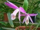 pleione formosana green hill.JPG