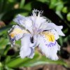 Iris-japo.jpg