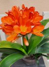 20260331_Clivia.jpg