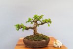 2026-3 OLMO PARVIFOLIA C.jpg