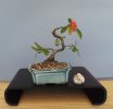 2026-3 CHAENOMELES A. C.jpg