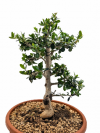 file_00000000834072439f8c51a30cbc4ebe_copy_272x361.png