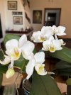 IMG_1775.jpeg