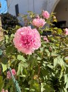 IMG_1740.jpeg