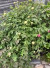 IMG_1734.jpeg