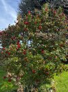 IMG_1732.jpeg