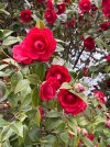 IMG_1733.jpeg