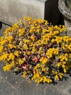 IMG_1745.jpeg