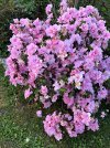 IMG_1747.jpeg