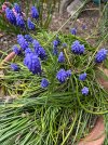 IMG_1735.jpeg