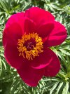 IMG_1784.jpeg