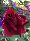 rosa G.jpg