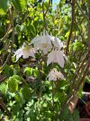 IMG_1808.jpeg