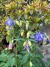 IMG_1805.jpeg