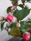 camelia2.jpg