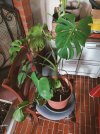 monstera2.jpg
