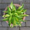 Hosta_Twilight.jpg
