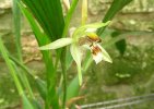 coelogyne assamica 2.JPG