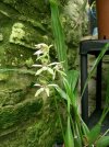 coelogyne assamica 3.JPG