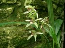 coelogyne assamica 4.JPG